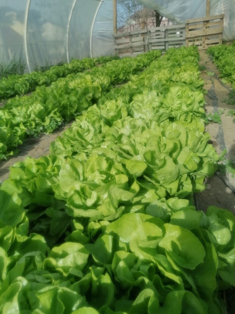 Наши агротехничари Наши агротехничари